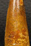 05938 - Well Preserved 2.16 Inch Spinosaurus Dinosaur Tooth Cretaceous