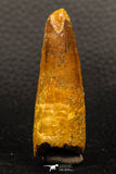 05938 - Well Preserved 2.16 Inch Spinosaurus Dinosaur Tooth Cretaceous