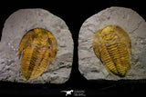 20845 - Finest Grade 5.88 Inch Cambropallas telesto Middle Cambrian Trilobite