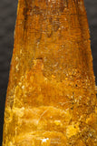05938 - Well Preserved 2.16 Inch Spinosaurus Dinosaur Tooth Cretaceous