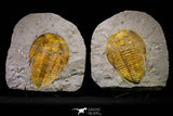 20845 - Finest Grade 5.88 Inch Cambropallas telesto Middle Cambrian Trilobite