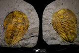 20845 - Finest Grade 5.88 Inch Cambropallas telesto Middle Cambrian Trilobite