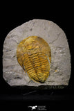 20845 - Finest Grade 5.88 Inch Cambropallas telesto Middle Cambrian Trilobite
