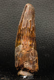 05939 - Well Preserved 2.96 Inch Spinosaurus Dinosaur Tooth Cretaceous