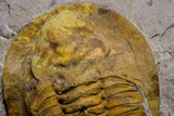 20845 - Finest Grade 5.88 Inch Cambropallas telesto Middle Cambrian Trilobite