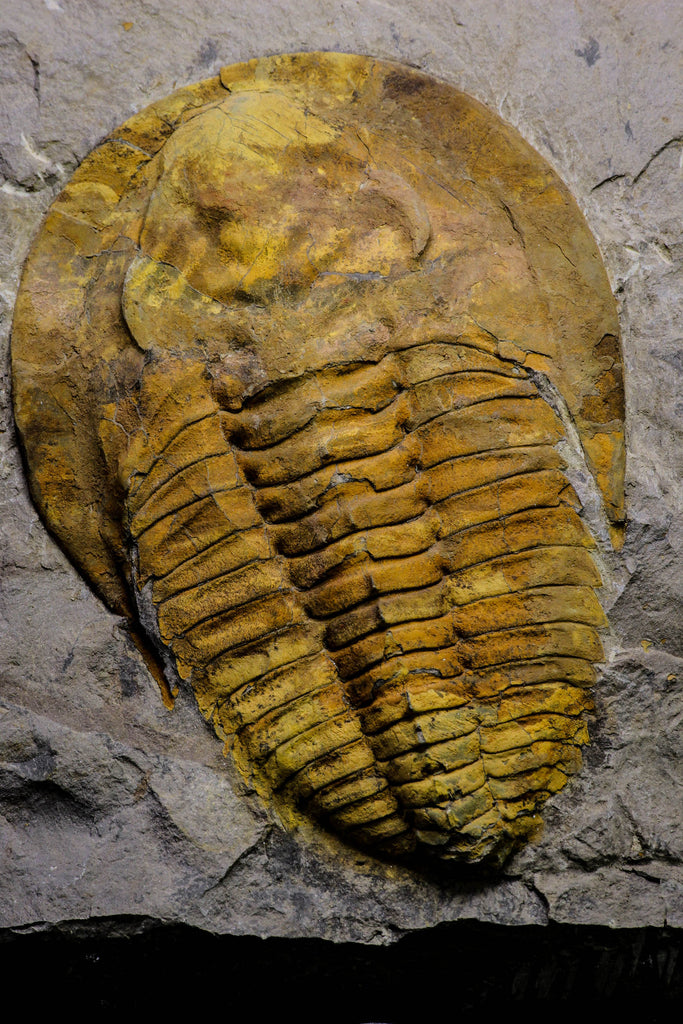 20845 - Finest Grade 5.88 Inch Cambropallas telesto Middle Cambrian Trilobite