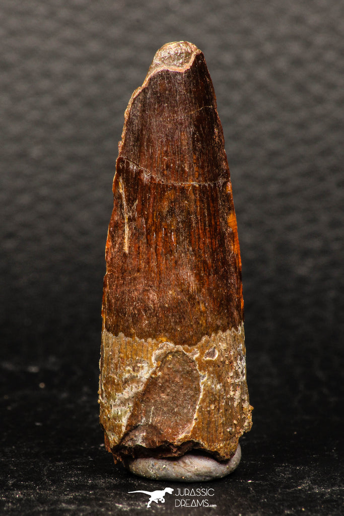 05940 - Well Preserved 1.92 Inch Spinosaurus Dinosaur Tooth Cretaceous