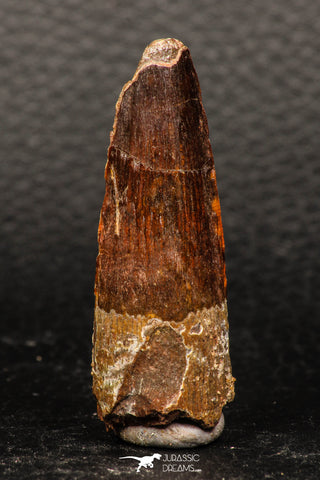 05940 - Well Preserved 1.92 Inch Spinosaurus Dinosaur Tooth Cretaceous