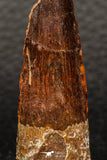 05940 - Well Preserved 1.92 Inch Spinosaurus Dinosaur Tooth Cretaceous
