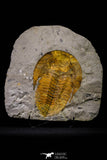 20845 - Finest Grade 5.88 Inch Cambropallas telesto Middle Cambrian Trilobite