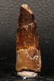05940 - Well Preserved 1.92 Inch Spinosaurus Dinosaur Tooth Cretaceous