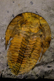 20845 - Finest Grade 5.88 Inch Cambropallas telesto Middle Cambrian Trilobite