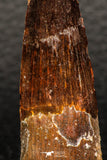 05940 - Well Preserved 1.92 Inch Spinosaurus Dinosaur Tooth Cretaceous