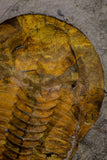 20845 - Finest Grade 5.88 Inch Cambropallas telesto Middle Cambrian Trilobite