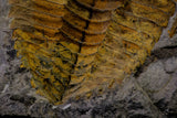 20845 - Finest Grade 5.88 Inch Cambropallas telesto Middle Cambrian Trilobite