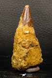 05941 - Well Preserved 2.59 Inch Spinosaurus Dinosaur Tooth Cretaceous