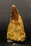 05941 - Well Preserved 2.59 Inch Spinosaurus Dinosaur Tooth Cretaceous