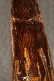 05942 - Well Preserved 2.20 Inch Spinosaurus Dinosaur Tooth Cretaceous