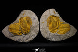 20846 - Finest Grade Association 2 Cambropallas telesto Middle Cambrian Trilobites