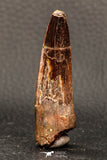 05942 - Well Preserved 2.20 Inch Spinosaurus Dinosaur Tooth Cretaceous