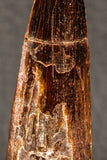 05942 - Well Preserved 2.20 Inch Spinosaurus Dinosaur Tooth Cretaceous