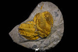 20846 - Finest Grade Association 2 Cambropallas telesto Middle Cambrian Trilobites