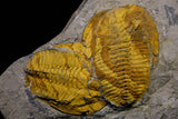 20846 - Finest Grade Association 2 Cambropallas telesto Middle Cambrian Trilobites