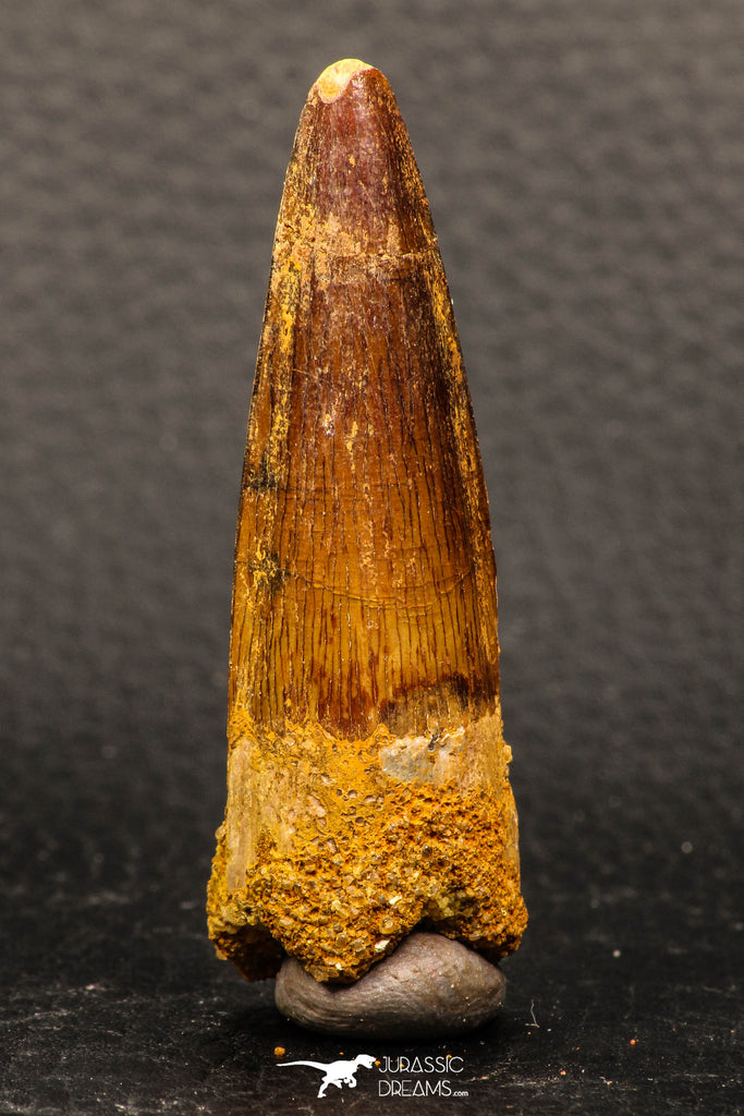 05943 - Well Preserved 2.17 Inch Spinosaurus Dinosaur Tooth Cretaceous