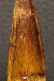 05943 - Well Preserved 2.17 Inch Spinosaurus Dinosaur Tooth Cretaceous