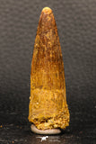 05943 - Well Preserved 2.17 Inch Spinosaurus Dinosaur Tooth Cretaceous