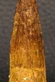 05943 - Well Preserved 2.17 Inch Spinosaurus Dinosaur Tooth Cretaceous