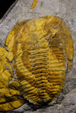 20846 - Finest Grade Association 2 Cambropallas telesto Middle Cambrian Trilobites