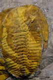 20846 - Finest Grade Association 2 Cambropallas telesto Middle Cambrian Trilobites