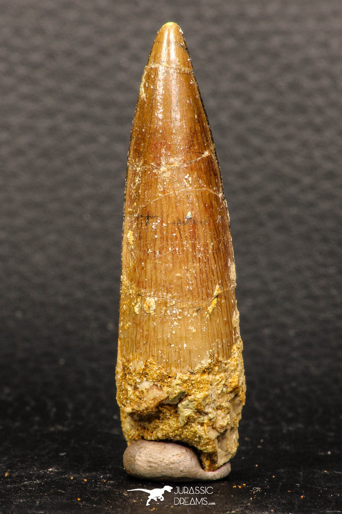 05944 - Well Preserved 2.23 Inch Spinosaurus Dinosaur Tooth Cretaceous