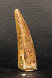 05945 - Well Preserved 2.22 Inch Spinosaurus Dinosaur Tooth Cretaceous