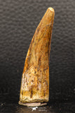 05945 - Well Preserved 2.22 Inch Spinosaurus Dinosaur Tooth Cretaceous