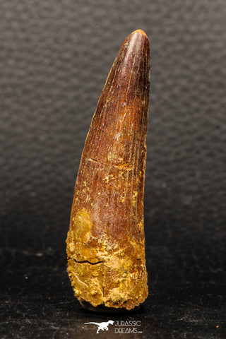 05946 - Well Preserved 2.35 Inch Spinosaurus Dinosaur Tooth Cretaceous