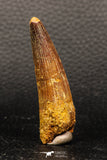 05946 - Well Preserved 2.35 Inch Spinosaurus Dinosaur Tooth Cretaceous