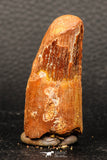 05947 - Well Preserved 2.10 Inch Spinosaurus Dinosaur Tooth Cretaceous