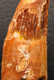 05947 - Well Preserved 2.10 Inch Spinosaurus Dinosaur Tooth Cretaceous