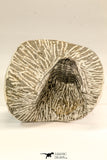 30616 - Nicely Prepared 1.38 Inch Leonaspis sp Middle Devonian Trilobite