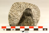 30616 - Nicely Prepared 1.38 Inch Leonaspis sp Middle Devonian Trilobite