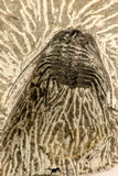 30616 - Nicely Prepared 1.38 Inch Leonaspis sp Middle Devonian Trilobite