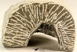 30616 - Nicely Prepared 1.38 Inch Leonaspis sp Middle Devonian Trilobite