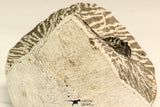 30616 - Nicely Prepared 1.38 Inch Leonaspis sp Middle Devonian Trilobite