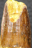 05949 - Well Preserved 2.81 Inch Spinosaurus Dinosaur Tooth Cretaceous