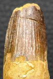 05949 - Well Preserved 2.81 Inch Spinosaurus Dinosaur Tooth Cretaceous