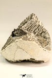 30616 - Nicely Prepared 1.38 Inch Leonaspis sp Middle Devonian Trilobite