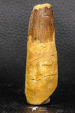 05949 - Well Preserved 2.81 Inch Spinosaurus Dinosaur Tooth Cretaceous