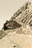 30616 - Nicely Prepared 1.38 Inch Leonaspis sp Middle Devonian Trilobite